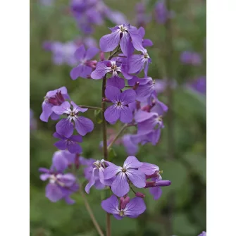 Holdviola (Lunaria)