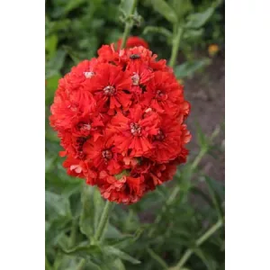 Lychnis chalcedonica Plena - Égőszerelem