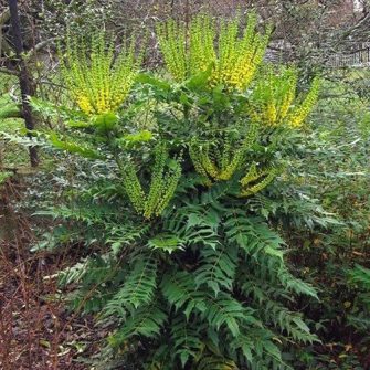 Mahónia (Mahonia)