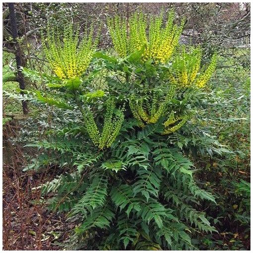 Mahonia media Winter Sun - Dúsvirágú cserjés mahónia