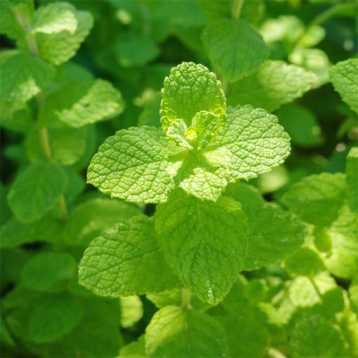 Mentha suaveolens Apple Mint - Almamenta