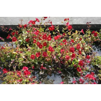 Bohócvirág (Mimulus)