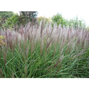 Miscanthus sinensis Rotsilber - Japánfű