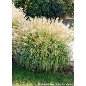 Miscanthus sinensis Yakushima Dwarf - Japánfű