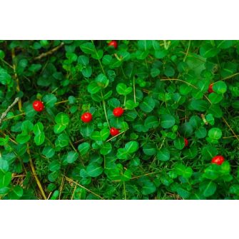 Fogolybogyó (Mitchella)