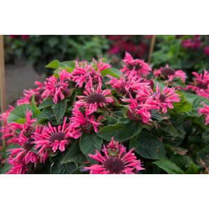 Monarda Bee-Merry - Méhbalzsam