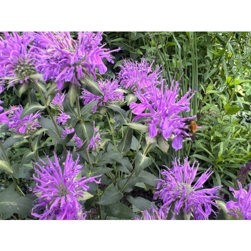 Monarda Blaukranz - Méhbalzsam