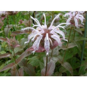 Monarda bradburiana Ozark - Méhbalzsam