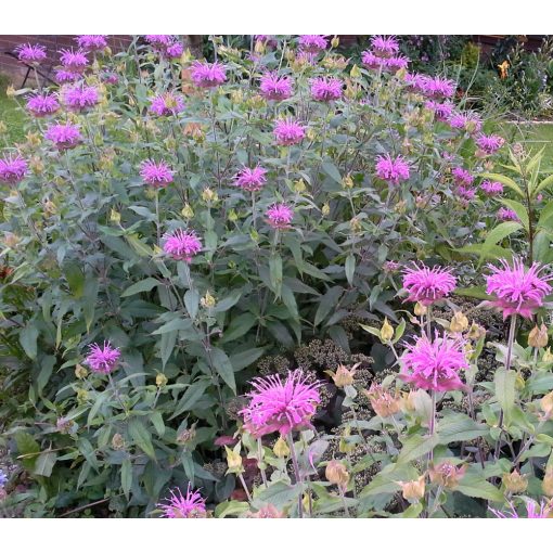 Monarda Comanche - Méhbalzsam