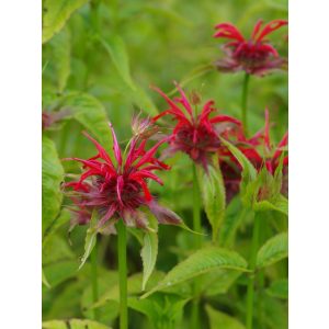 Monarda Oneida (Squaw) - Méhbalzsam