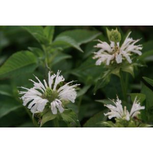 Monarda Snowqueen - Méhbalzsam