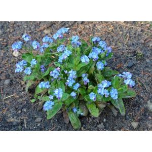 Myosotis palustris Thüringen - Mocsári nefelejcs