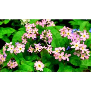 Myosotis scorpioides Pinkie - Mocsári nefelejcs