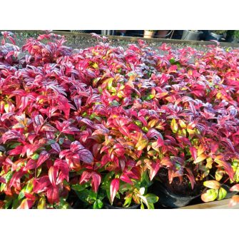 Japán szentfa (Nandina)