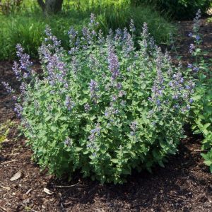 Nepeta faassenii Cats Meow - Macskamenta