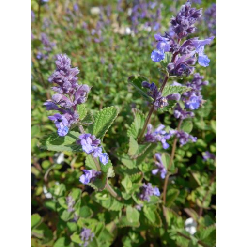 Nepeta Joanna Reed - Macskamenta