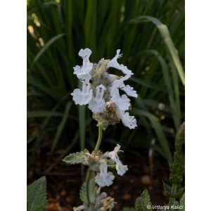 Nepeta Maurice - Macskamenta