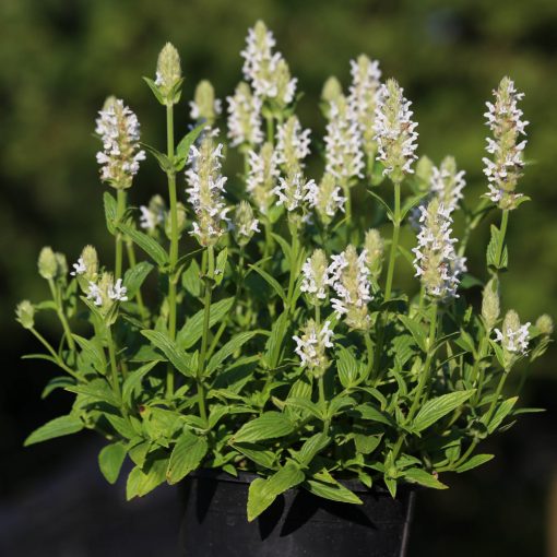 Nepeta nervosa Nevita White - Macskamenta