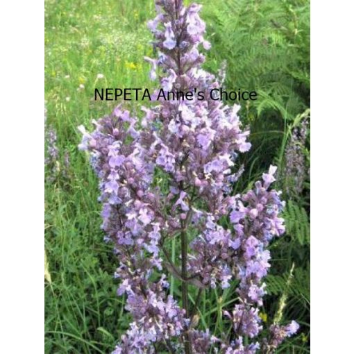 Nepeta nuda Annes Choice - Macskamenta