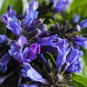 Nepeta subsessilis Dark Blue Panther - Macskamenta