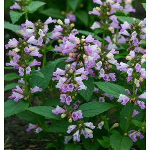 Nepeta subsessilis Pink Panther - Macskamenta