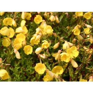 Oenothera fruticosa Hohes Licht - Ligetszépe