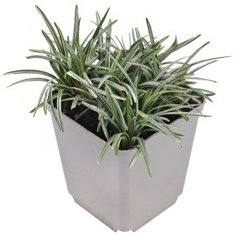 Kígyószakáll (Ophiopogon)