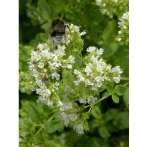 Origanum vulgare Album - Oregánó