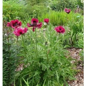 Papaver orientale Manhattan - Keleti mák