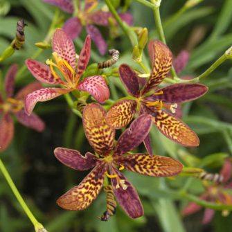 Cukorka liliom (Pardancanda)