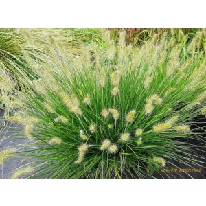 Pennisetum alopecuroides Tiny Twinkler - Évelő tollborzfű
