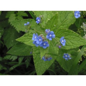 Alkanet (Pentaglottis)