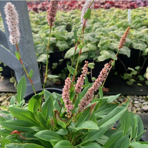 Persicaria affinis Dimitry - Örökzöld keserűfű