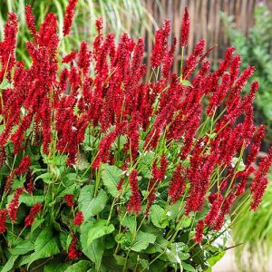 Persicaria amplexicaulis Bonfire - Keserűfű