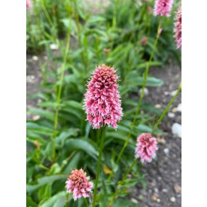 Persicaria bistorta carnea - Keserűfű