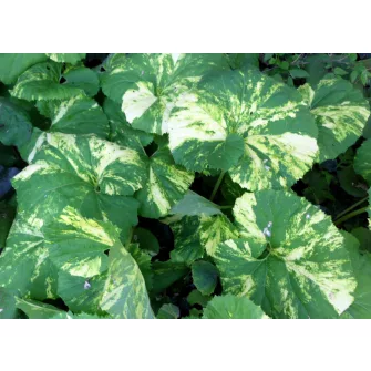 Acsalapu (Petasites)