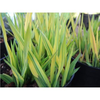 Pántlikafű (Phalaris)