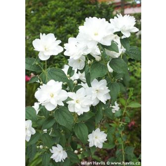 Jezsámen (Phildaelphus)