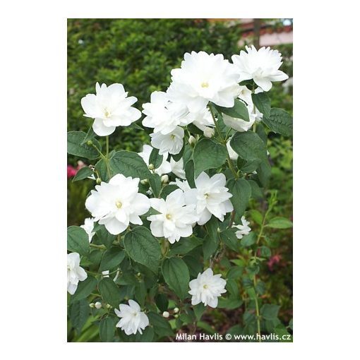 Philadelphus Frosty Morn - Közönséges jezsámen