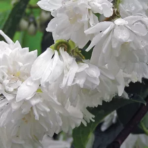 Philadelphus Minnesota Snowflake - Közönséges jezsámen