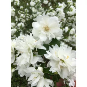 Philadelphus Pearl of Parfume - Közönséges jezsámen