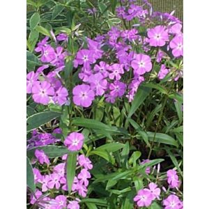 Phlox carolina Bill Baker - Lángvirág