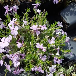 Phlox divaricata Lachsjuwel - Erdei lángvirág
