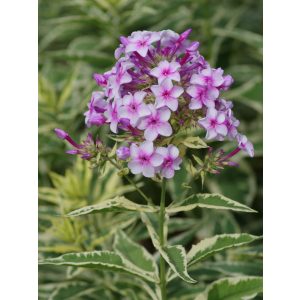 Phlox paniculata Norah Leigh - Bugás lángvirág