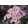 Phlox paniculata Pro Soft Pink Flame