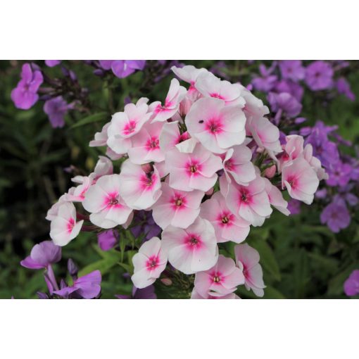 Phlox paniculata Pro Soft Pink Flame