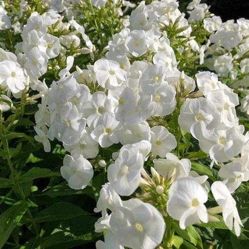 Phlox paniculata Pro White Flame - Bugás lángvirág