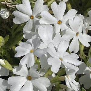 Phlox subulata Fabulous White - Árlevelű lángvirág
