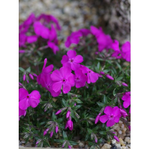 Phlox subulata MacDaniels Cushion - Árlevelű lángvirág