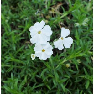 Phlox subulata Maischnee - Árlevelű lángvirág